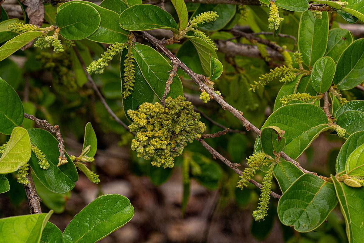Antidesma venosum Antidesma venosum
