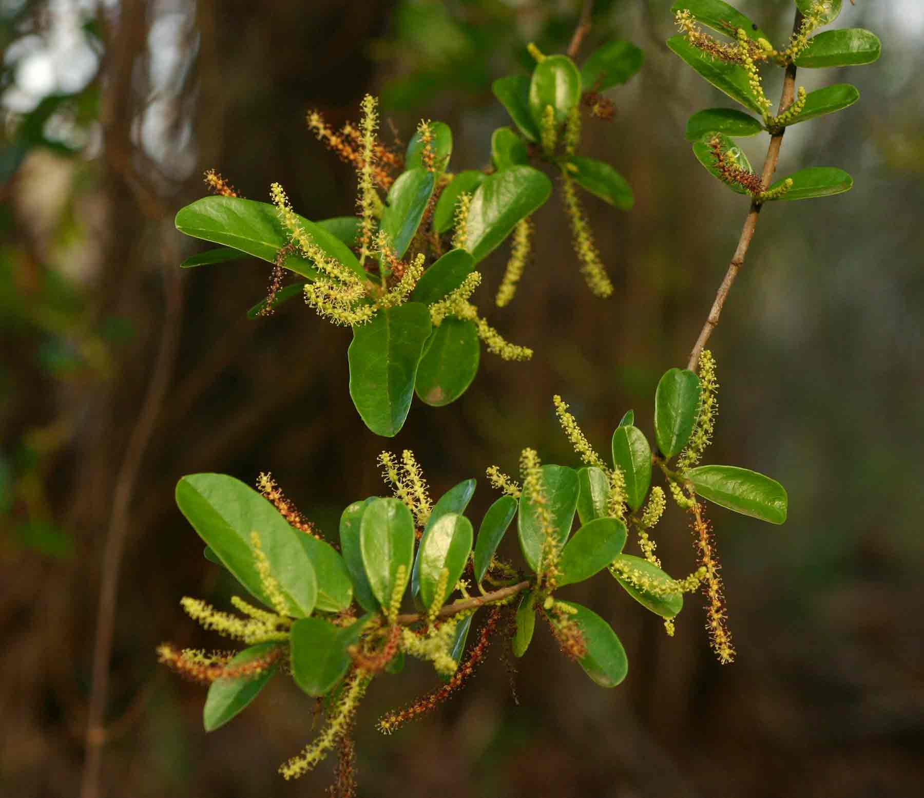 Antidesma venosum Antidesma venosum