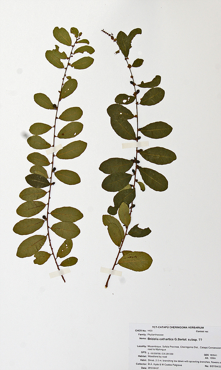 Bridelia cathartica subsp. melanthesoides var. melanthesoides