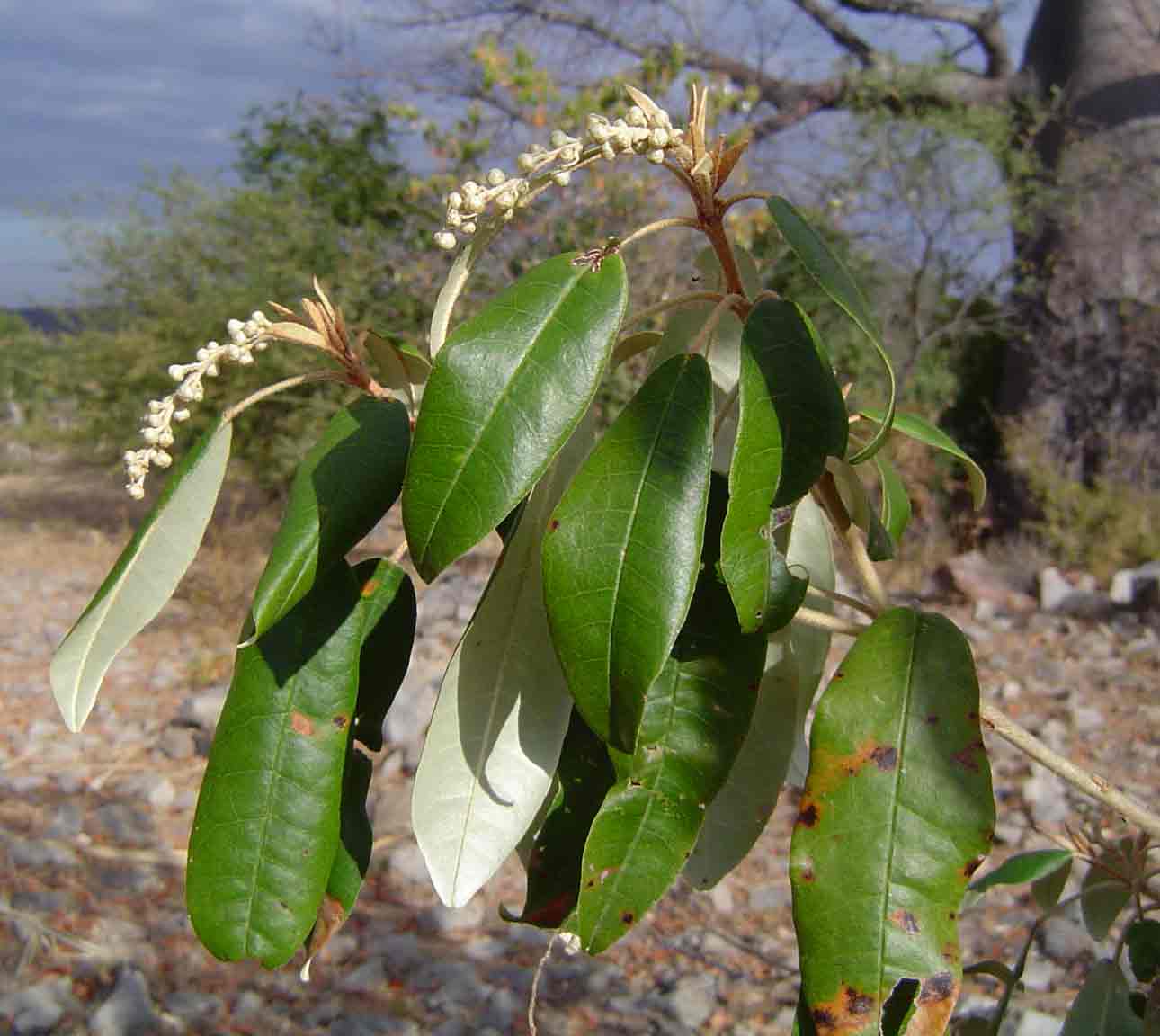 Croton gratissimus var. gratissimus