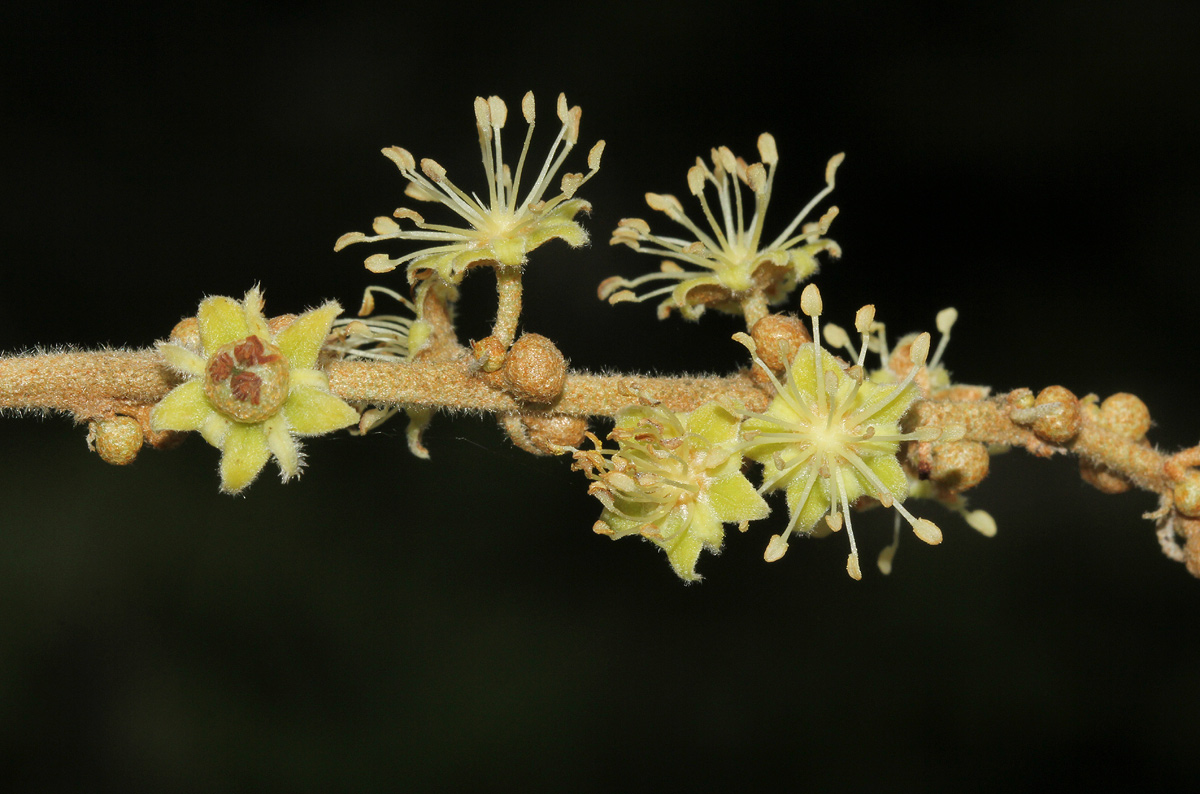 Croton gratissimus var. gratissimus