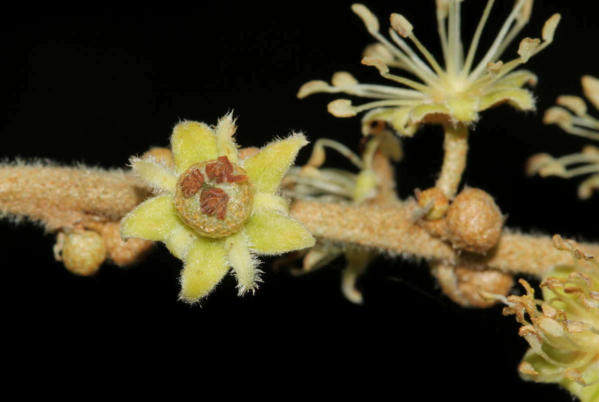 Croton gratissimus var. gratissimus
