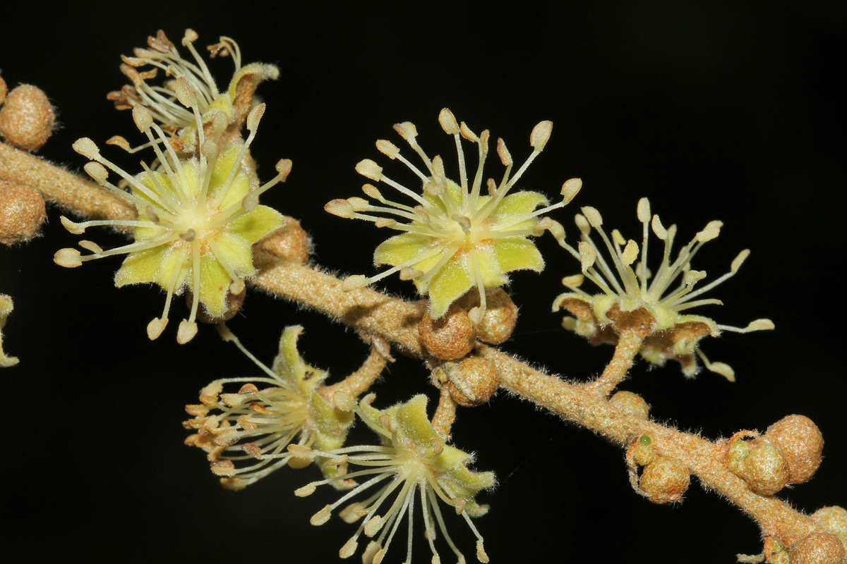Croton gratissimus var. gratissimus