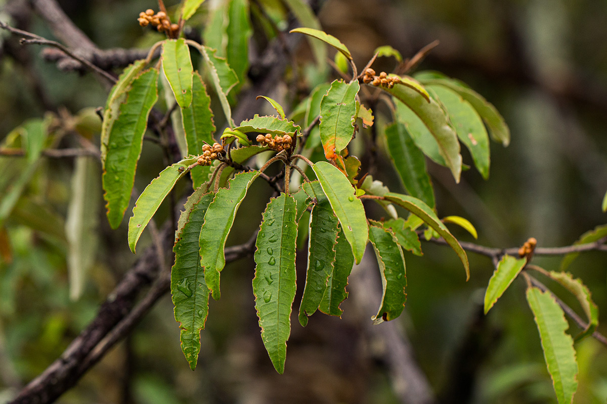 Croton gratissimus var. gratissimus Croton gratissimus var. gratissimus