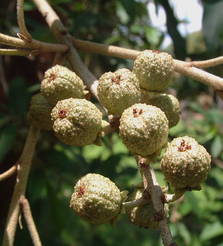 Croton gratissimus var. gratissimus