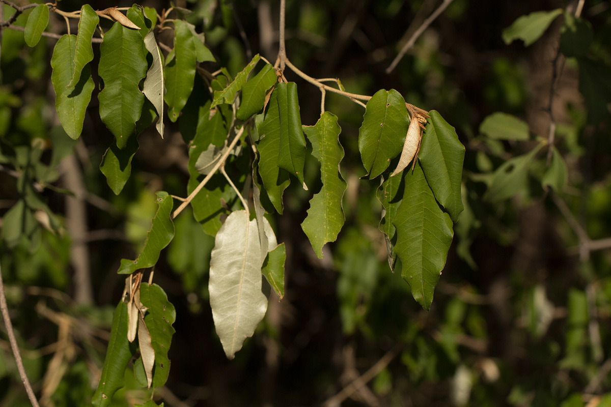 Croton gratissimus var. gratissimus