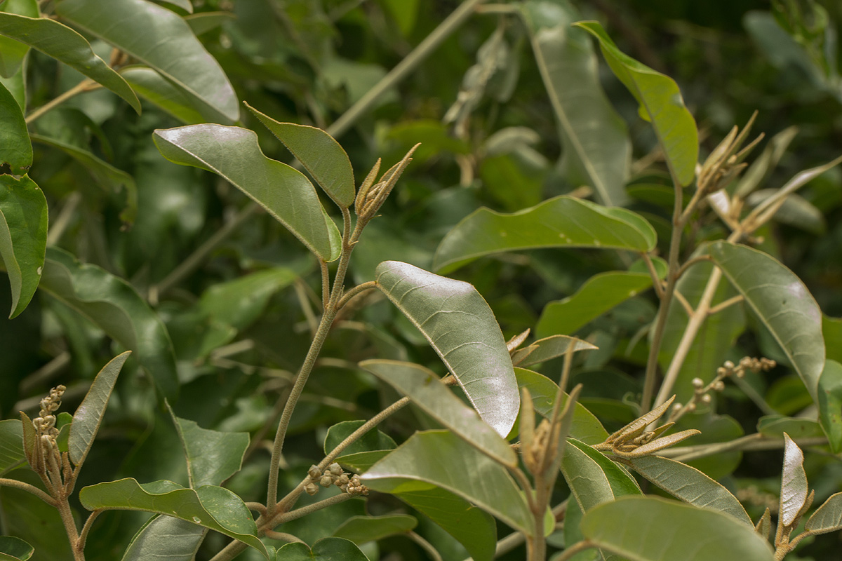 Croton gratissimus var. gratissimus