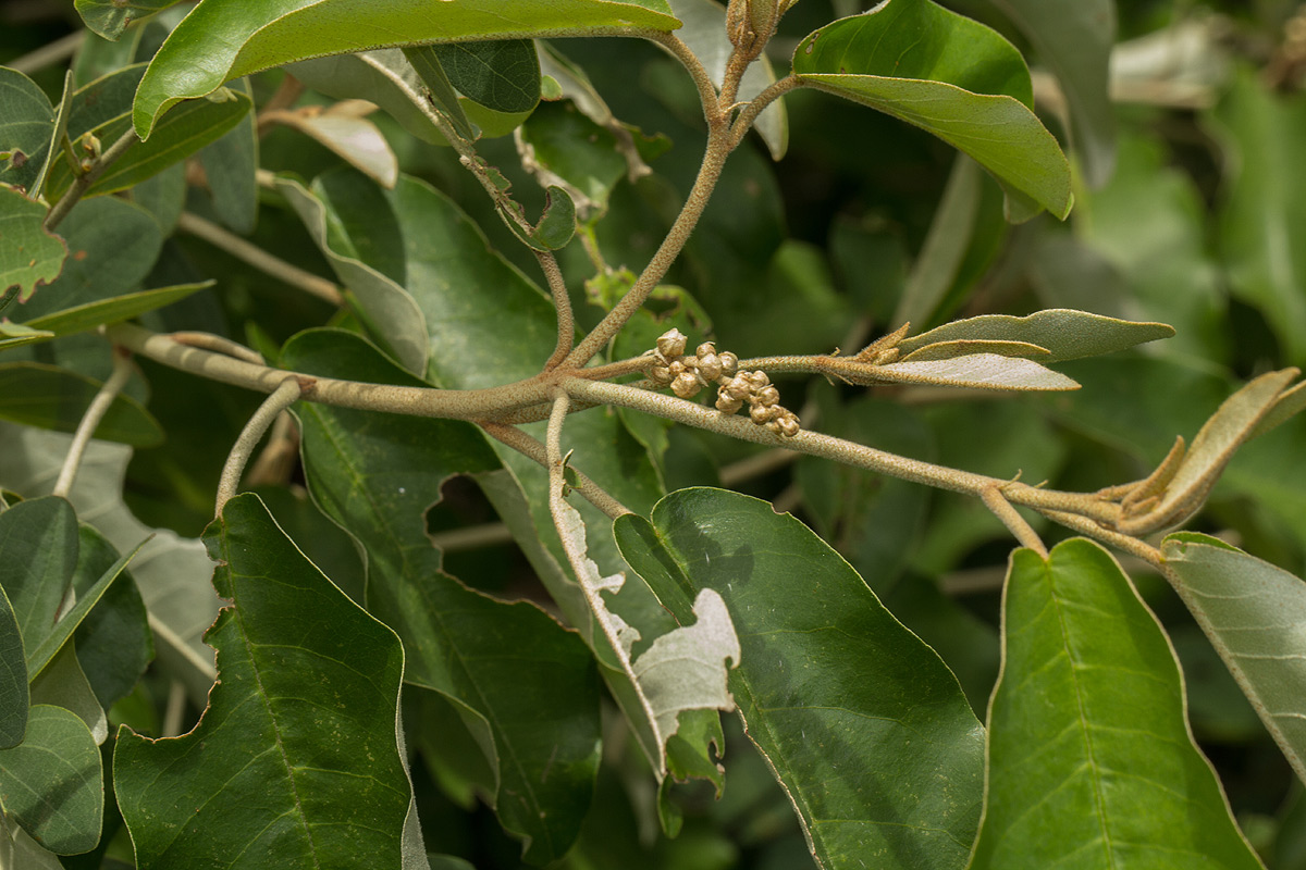 Croton gratissimus var. gratissimus