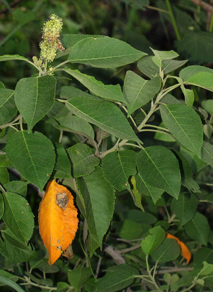 Croton leuconeurus subsp. leuconeurus