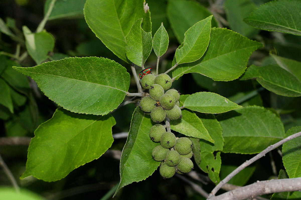 Croton leuconeurus subsp. leuconeurus