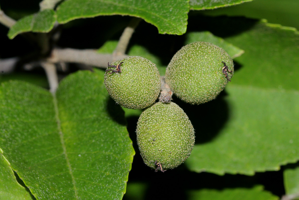 Croton leuconeurus subsp. leuconeurus Croton leuconeurus subsp. leuconeurus