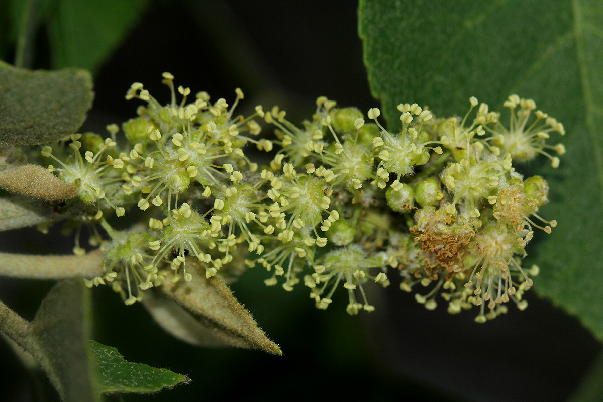Croton leuconeurus subsp. leuconeurus Croton leuconeurus subsp. leuconeurus