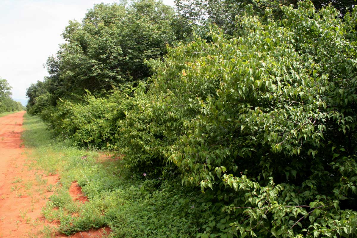 Croton longipedicellatus var. longipedicellatus Croton longipedicellatus var. longipedicellatus