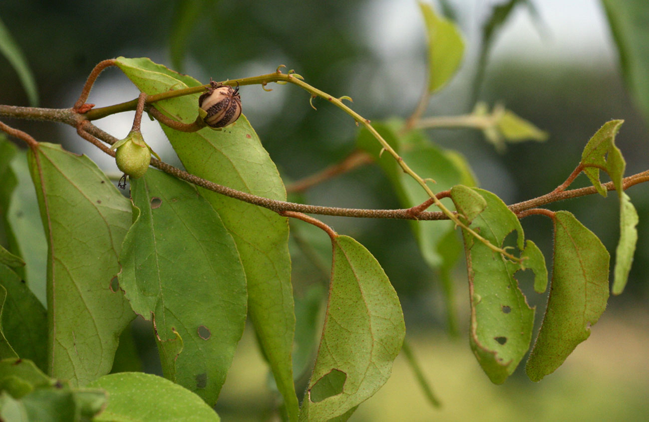 Croton longipedicellatus var. longipedicellatus