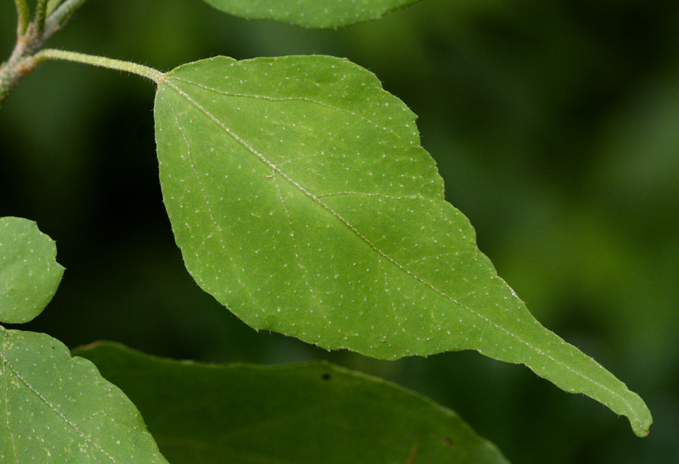Croton longipedicellatus var. longipedicellatus