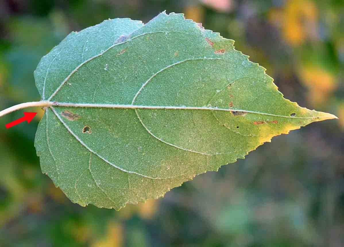 Croton megalobotrys