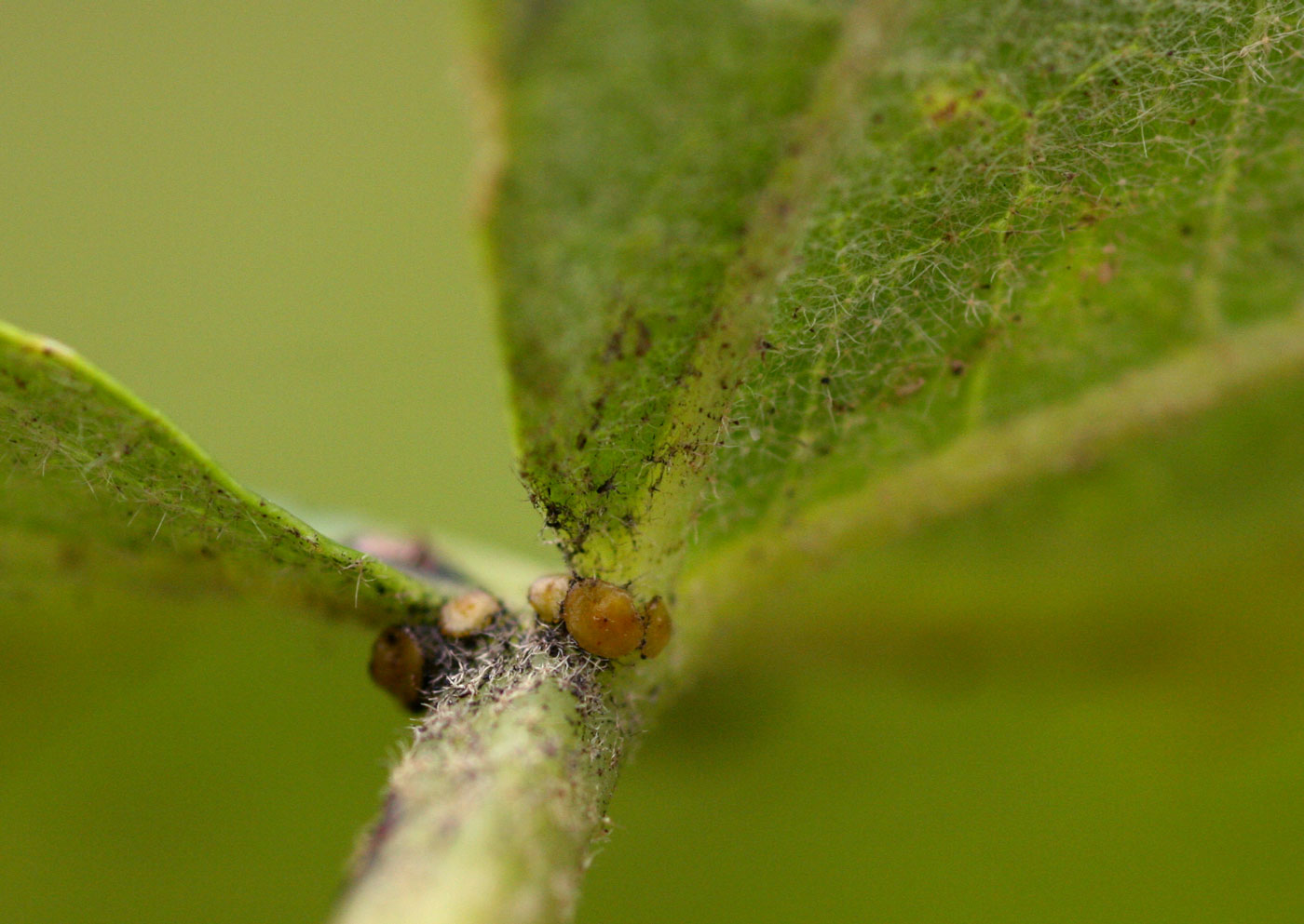 Croton megalobotrys Croton megalobotrys
