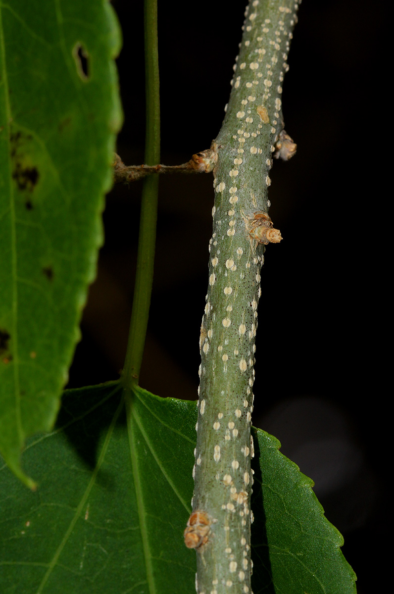 Croton megalobotrys Croton megalobotrys