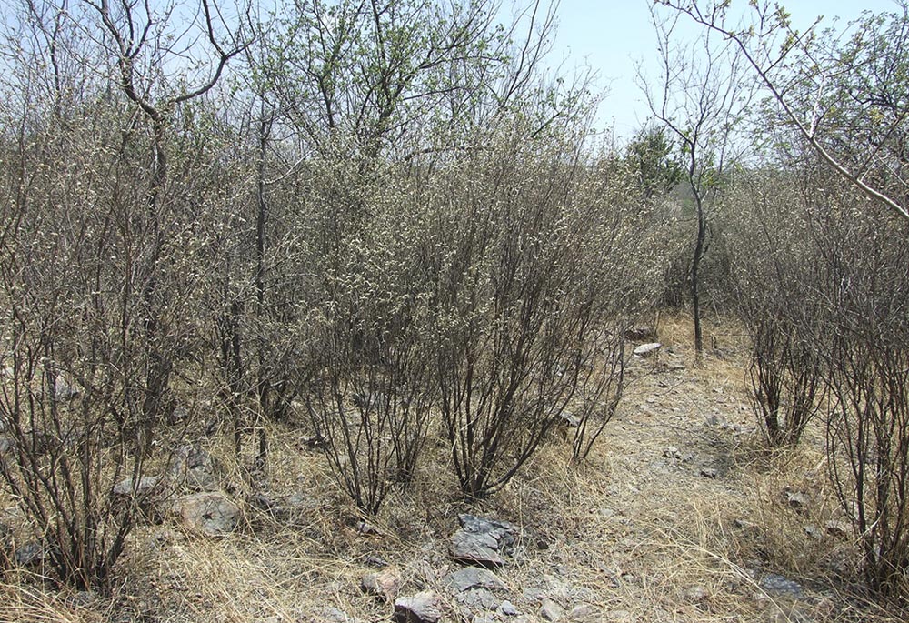 Croton pseudopulchellus