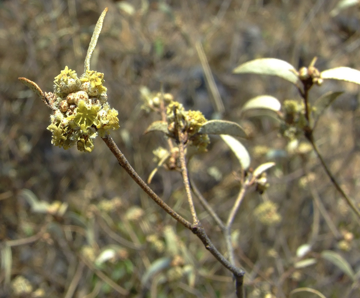 Croton pseudopulchellus