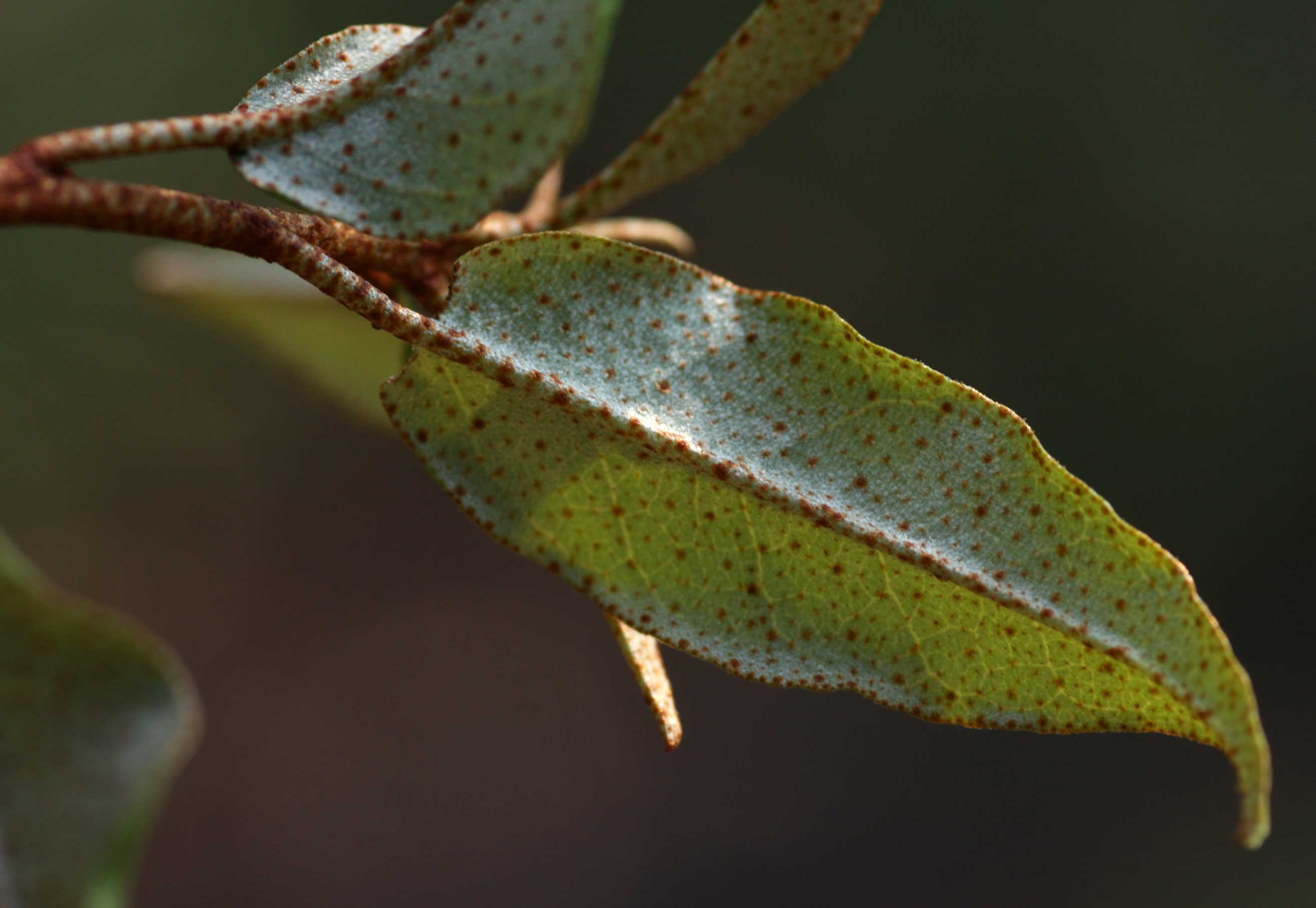 Croton pseudopulchellus