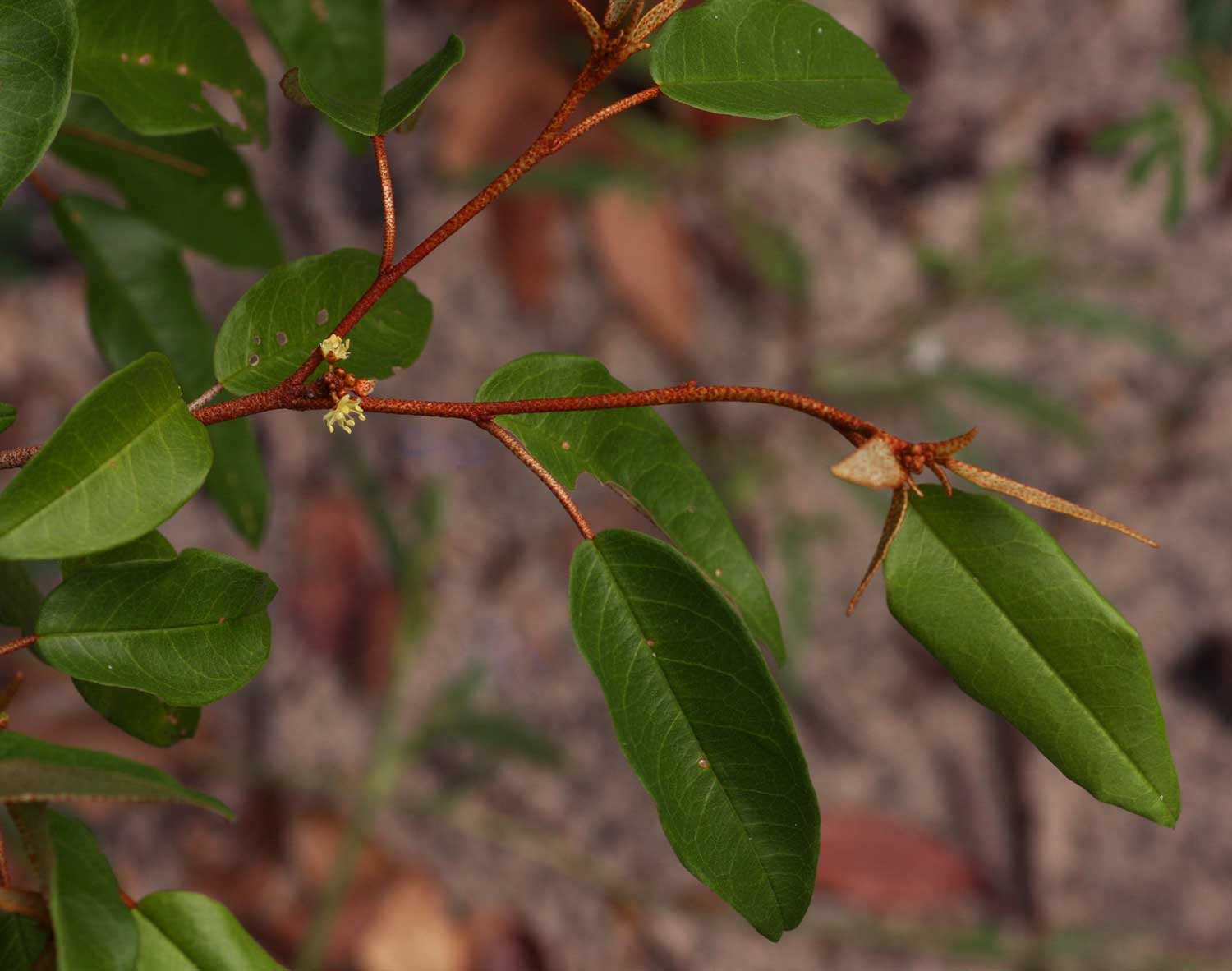 Croton pseudopulchellus Croton pseudopulchellus