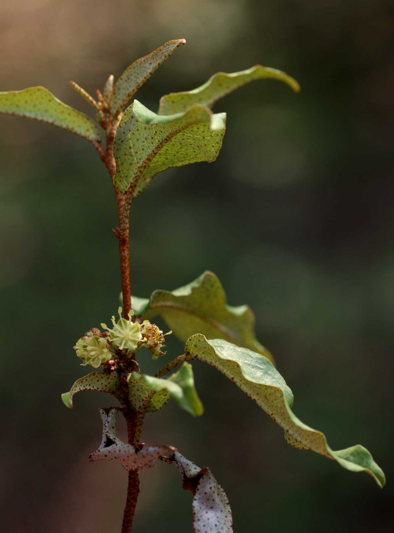 Croton pseudopulchellus