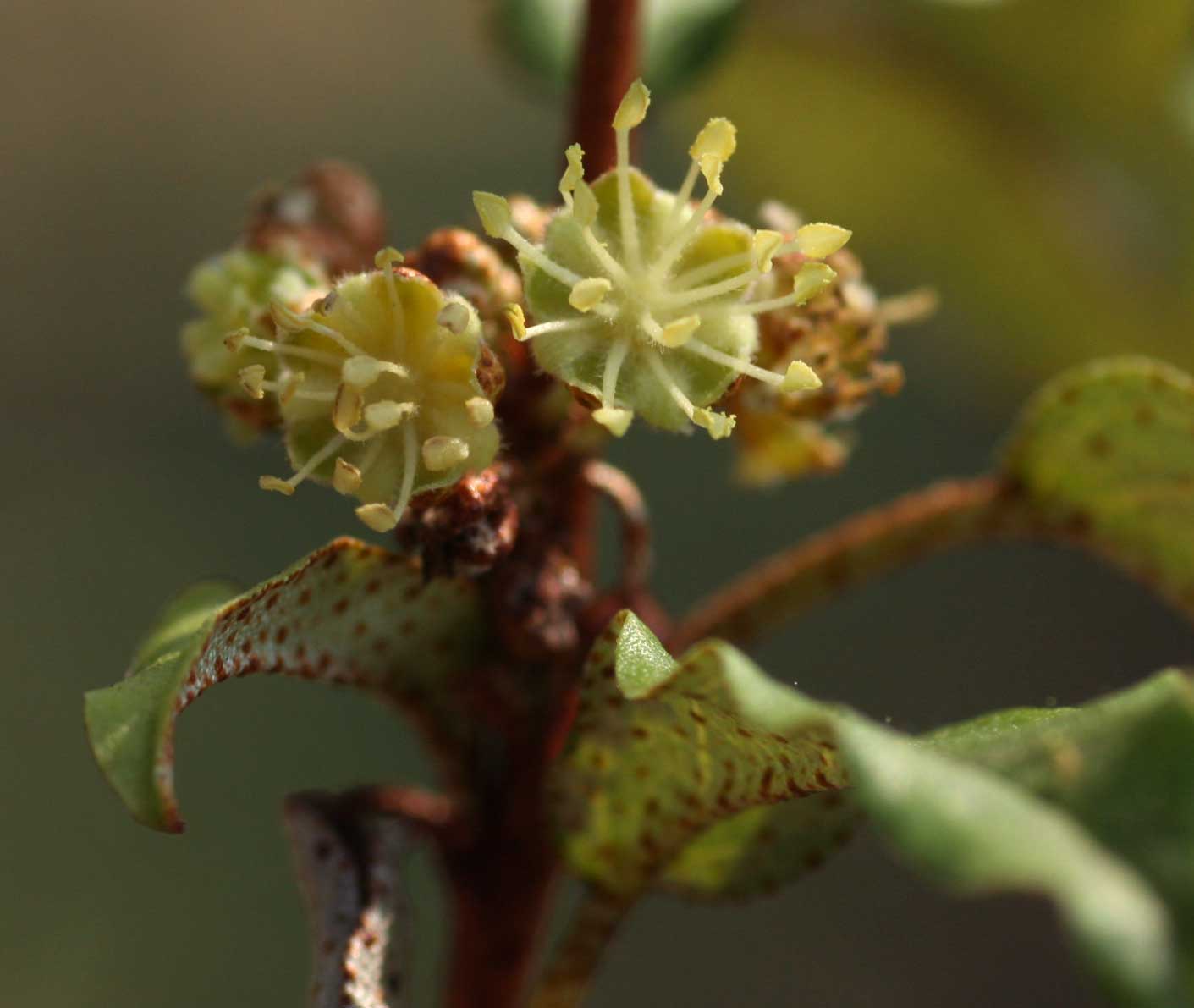 Croton pseudopulchellus