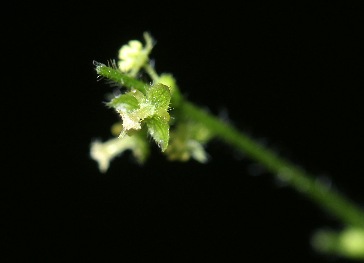 Micrococca mercurialis