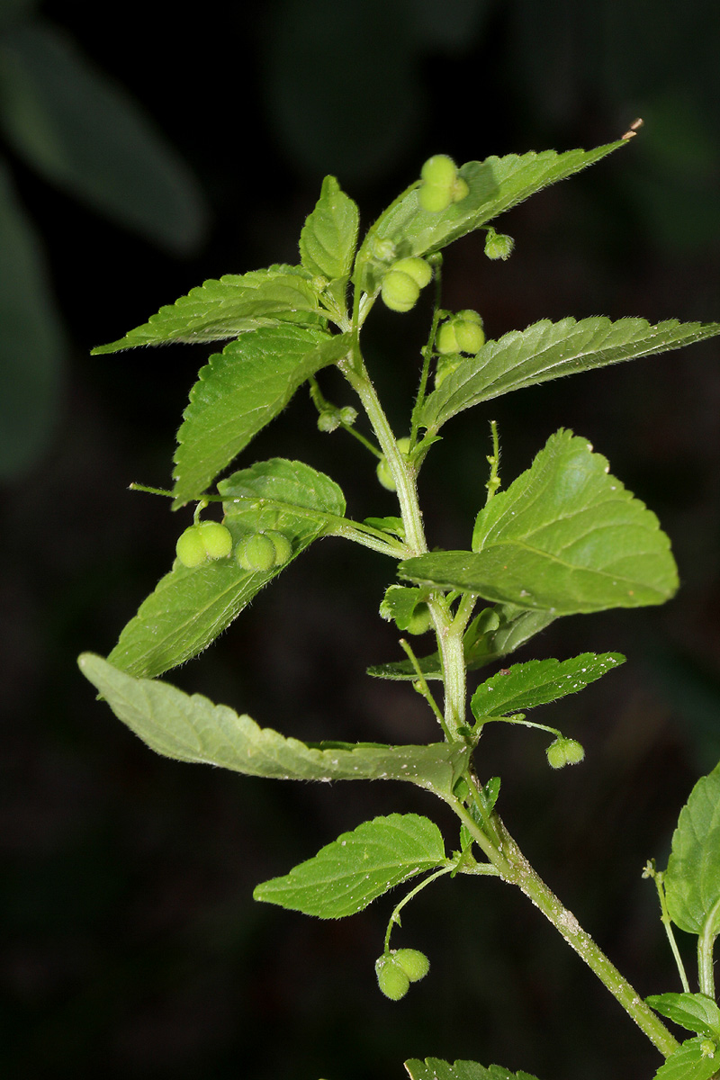 Micrococca mercurialis