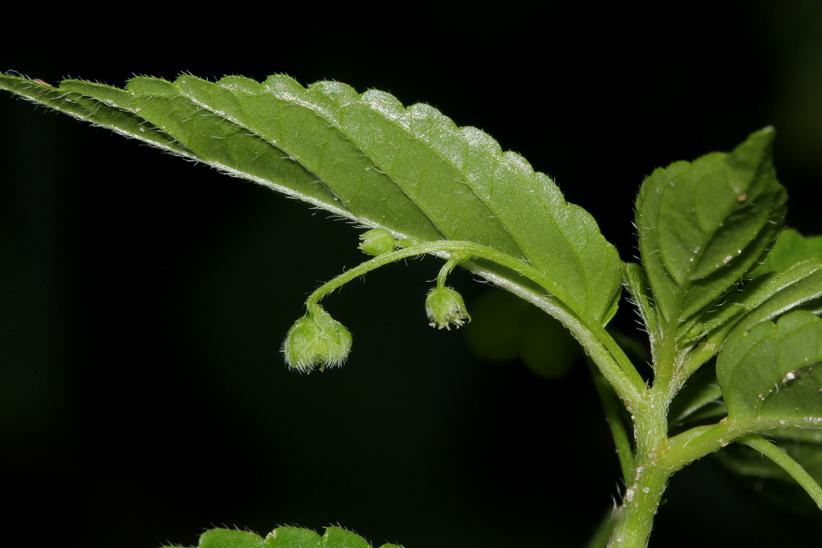 Micrococca mercurialis Micrococca mercurialis