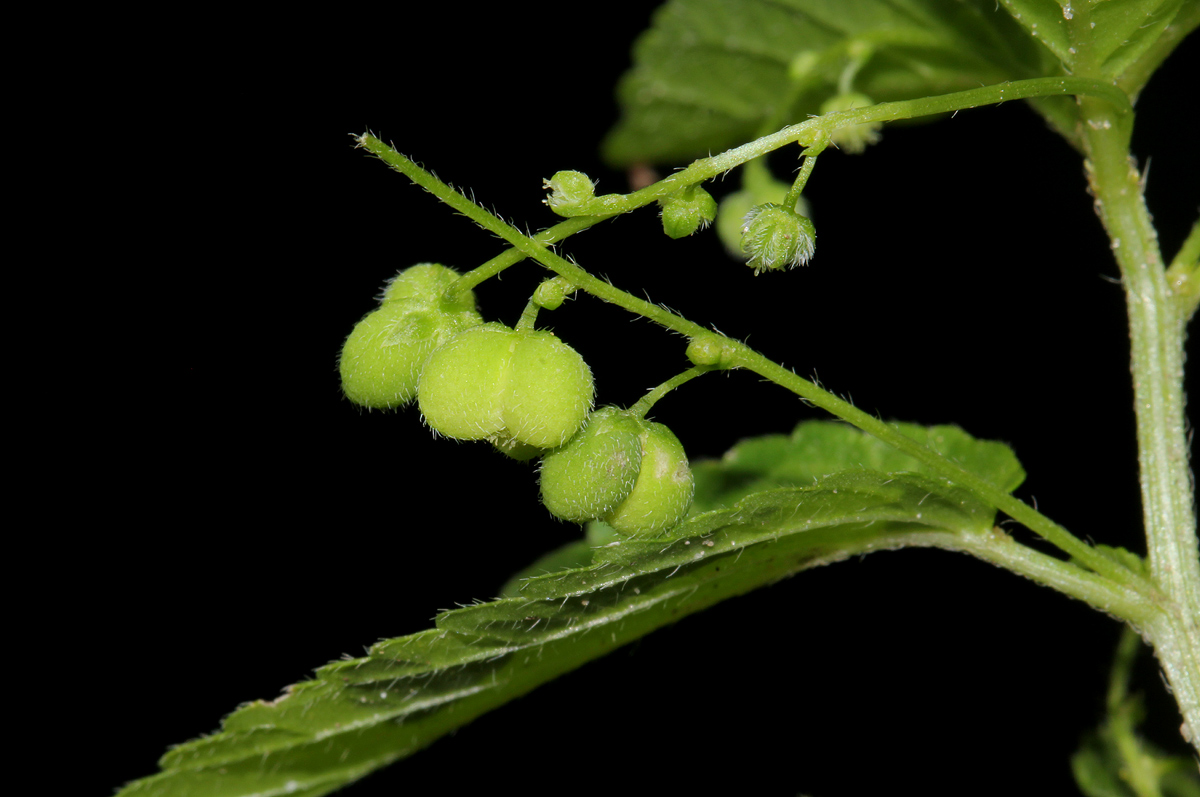 Micrococca mercurialis Micrococca mercurialis