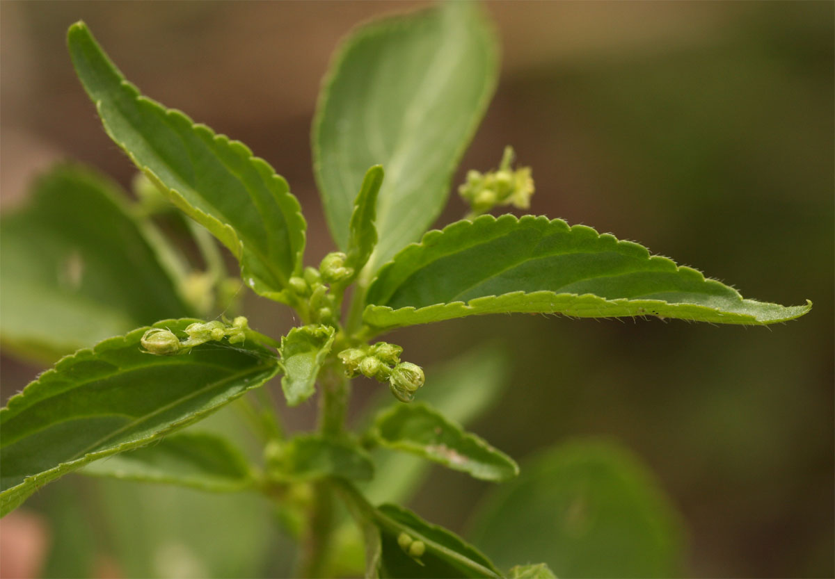 Micrococca mercurialis