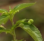 Micrococca mercurialis