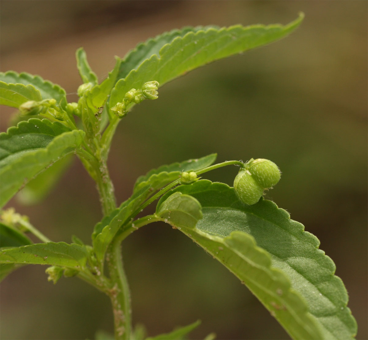 Micrococca mercurialis