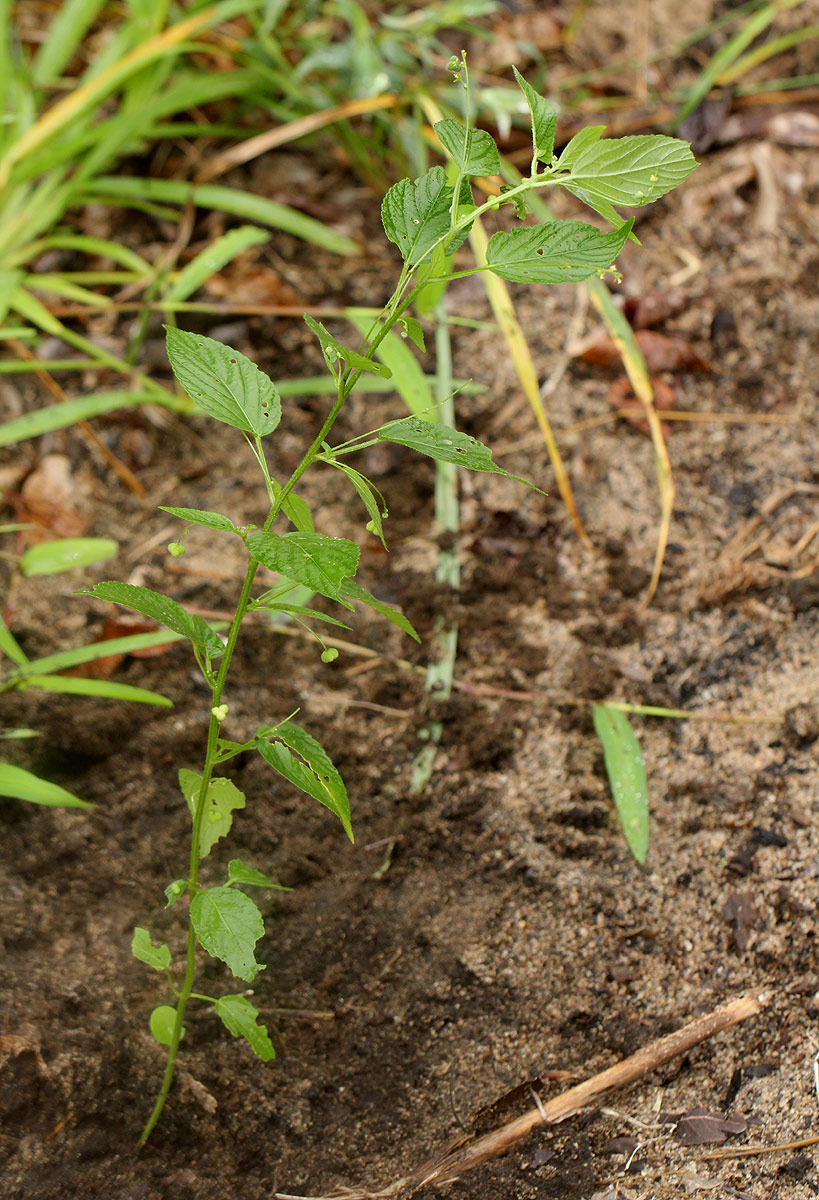 Micrococca mercurialis