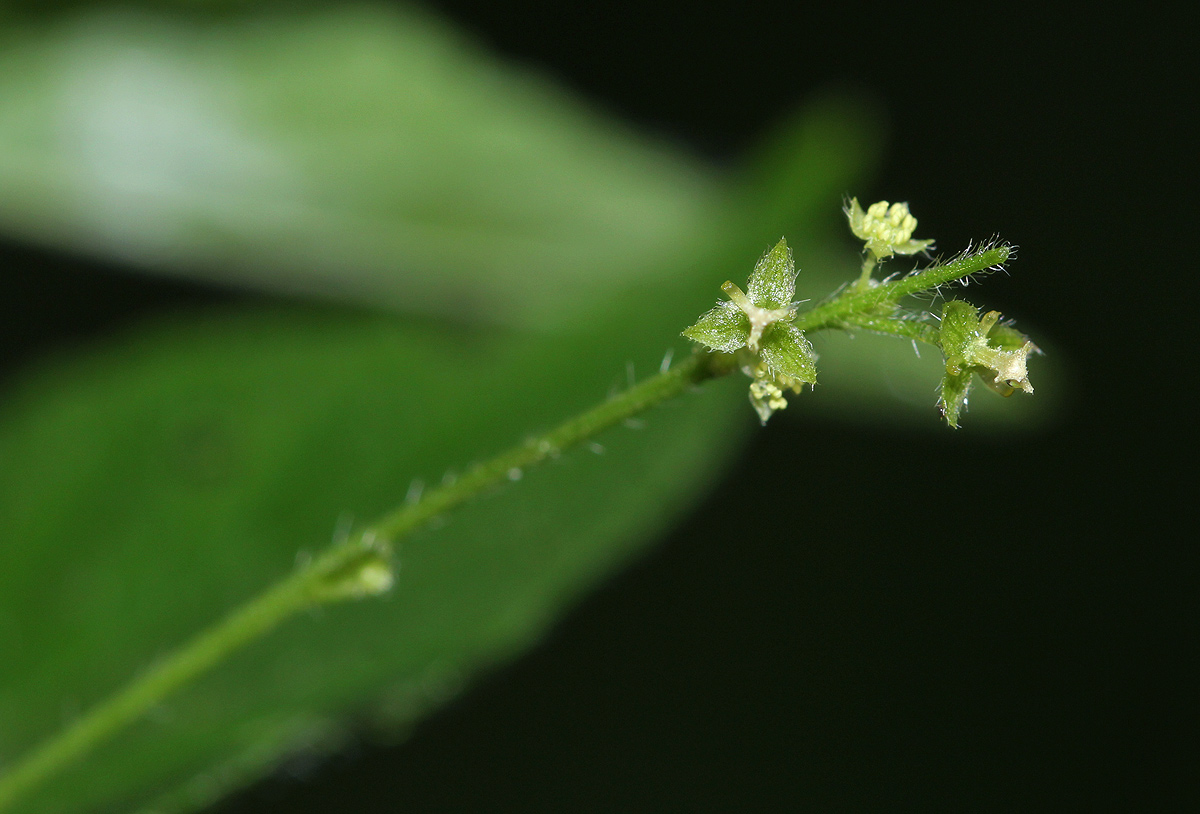 Micrococca mercurialis