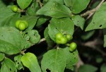 Erythrococca menyharthii