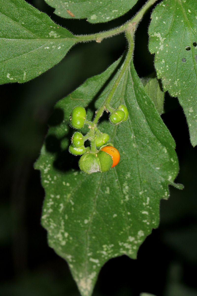 Erythrococca menyharthii Erythrococca menyharthii