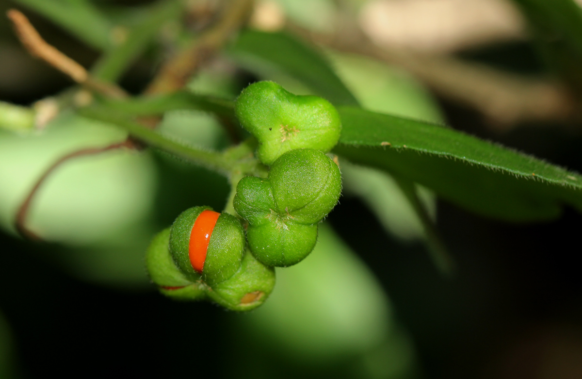Erythrococca menyharthii