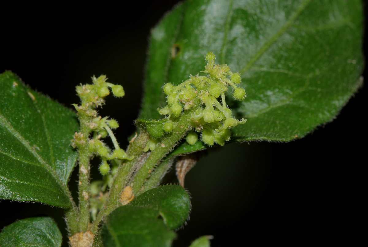 Erythrococca menyharthii