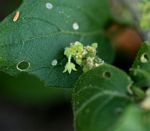 Erythrococca menyharthii