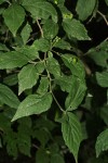 Erythrococca menyharthii