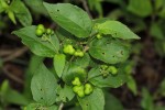 Erythrococca menyharthii