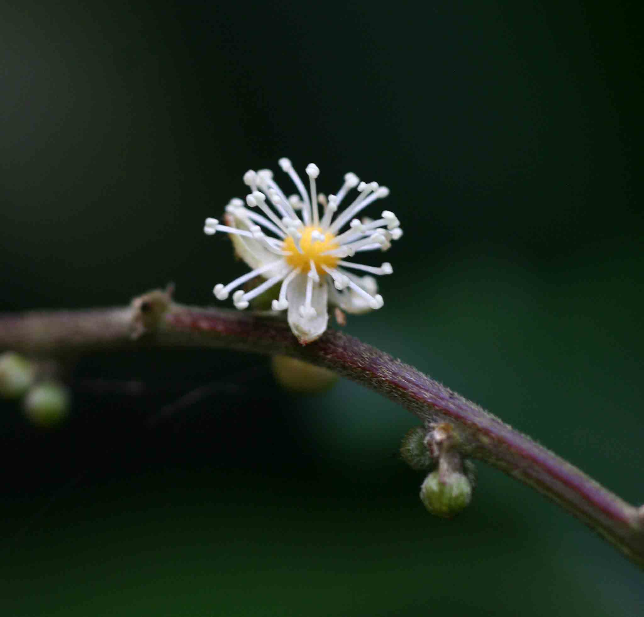 Argomuellera macrophylla Argomuellera macrophylla