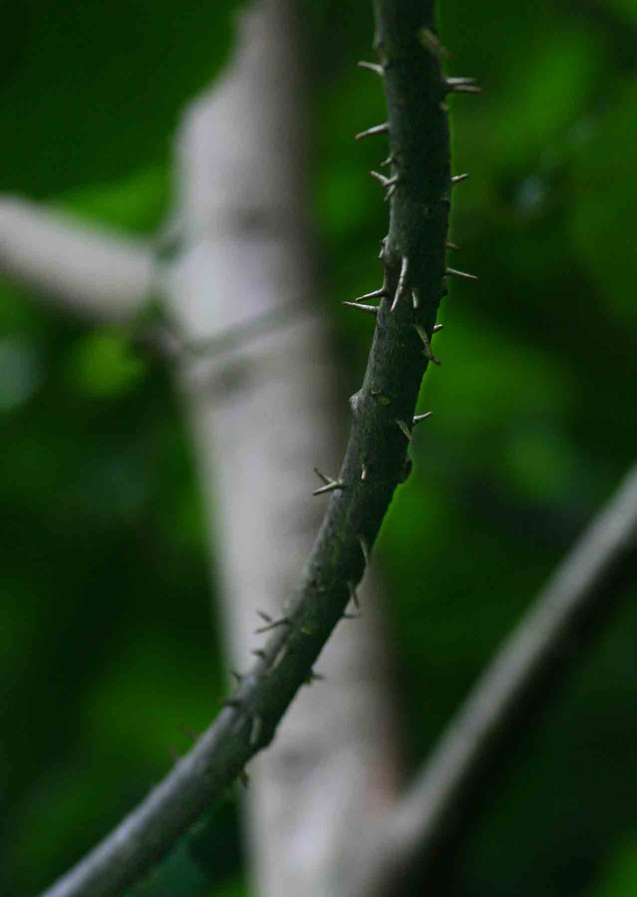 Macaranga capensis Macaranga capensis