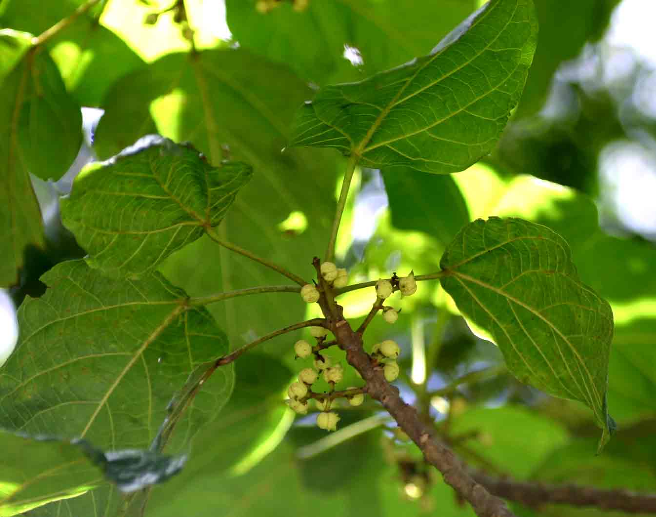 Macaranga mellifera Macaranga mellifera