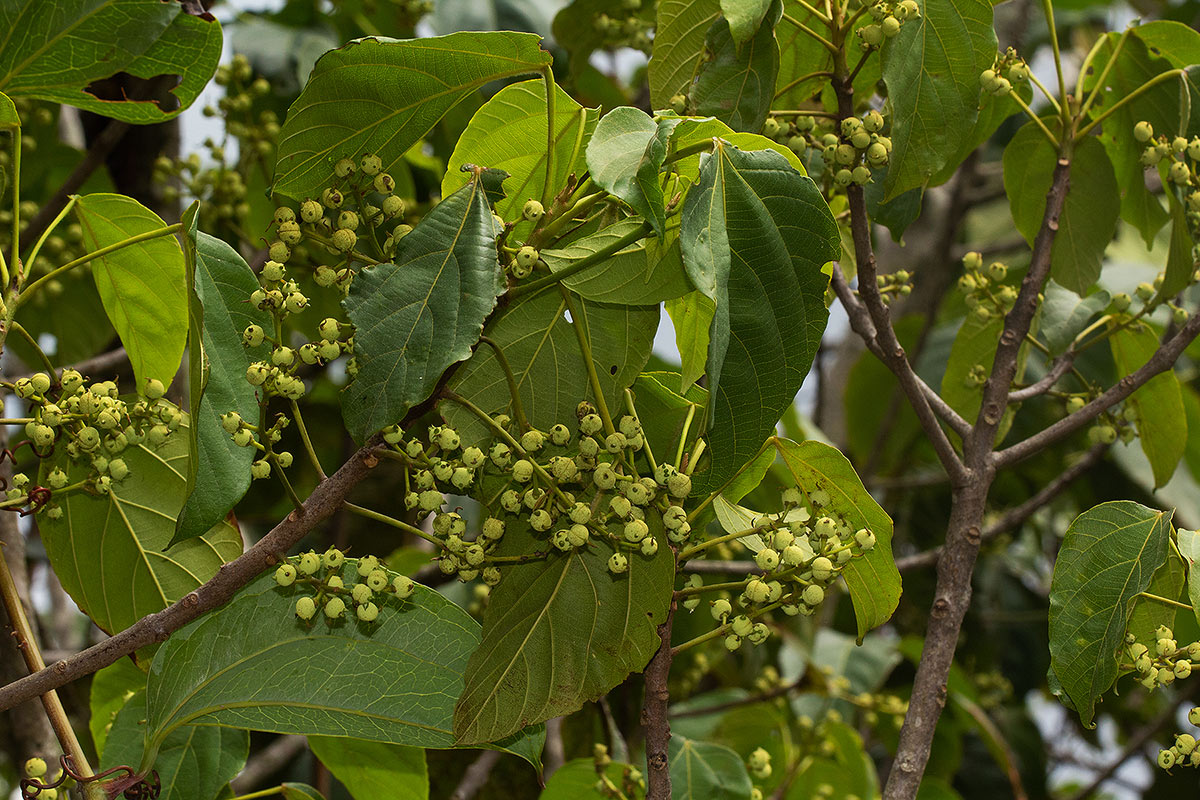 Macaranga mellifera Macaranga mellifera
