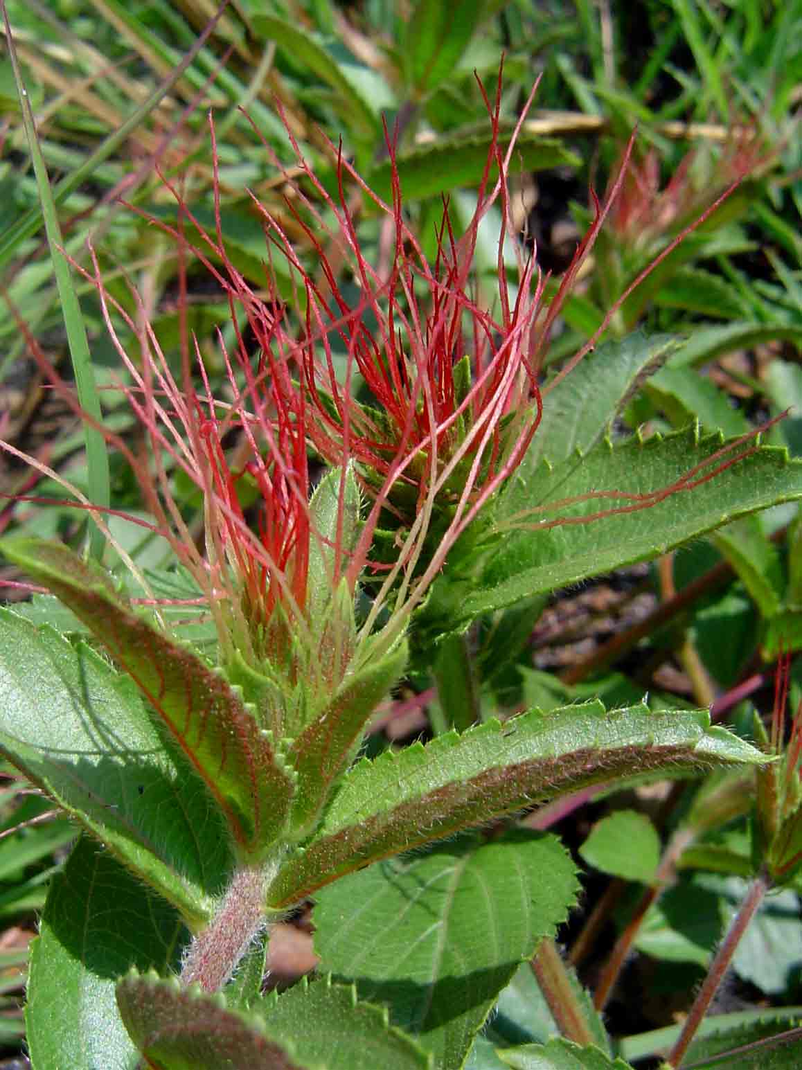 Acalypha caperonioides Acalypha caperonioides