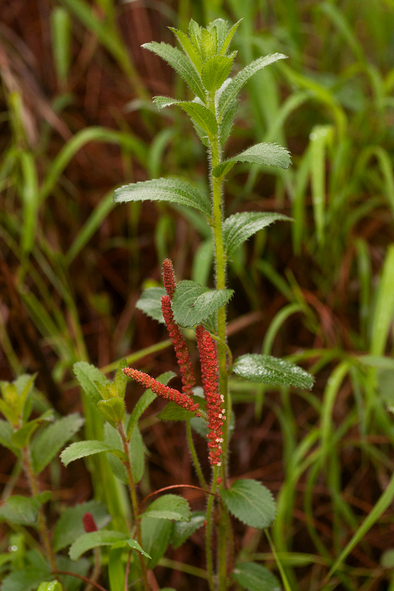 Acalypha caperonioides Acalypha caperonioides